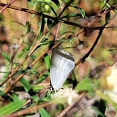 Candalides xanthospilos at Mount Kingiman, NSW - 5 Feb 2023