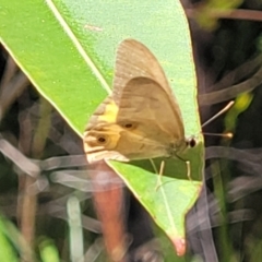 Hypocysta metirius (Brown Ringlet) at Mount Kingiman, NSW - 5 Feb 2023 by trevorpreston