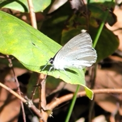 Candalides xanthospilos (Yellow-spotted Blue) at Mount Kingiman, NSW - 5 Feb 2023 by trevorpreston