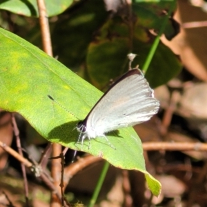 Candalides xanthospilos at Mount Kingiman, NSW - 5 Feb 2023