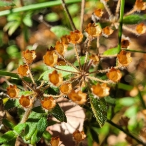 Pomax umbellata at Mount Kingiman, NSW - 5 Feb 2023 09:53 AM