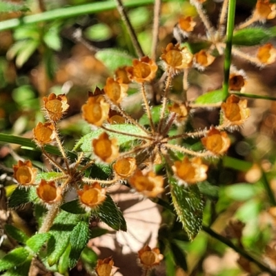 Pomax umbellata (A Pomax) at Mount Kingiman, NSW - 4 Feb 2023 by trevorpreston