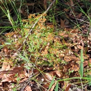 Pomax umbellata at Mount Kingiman, NSW - 5 Feb 2023 09:53 AM