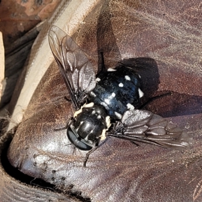 Triclista guttata (March or Horse Fly) at Mount Kingiman, NSW - 5 Feb 2023 by trevorpreston