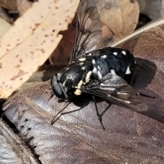 Triclista guttata at Mount Kingiman, NSW - 5 Feb 2023 09:52 AM
