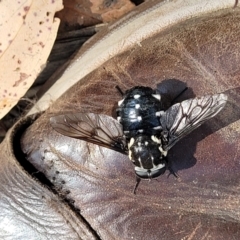Triclista guttata at Mount Kingiman, NSW - 5 Feb 2023 09:52 AM