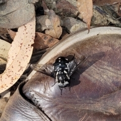 Triclista guttata at Mount Kingiman, NSW - 5 Feb 2023 09:52 AM