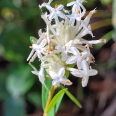 Pimelea linifolia (Slender Rice Flower) at Mount Kingiman, NSW - 5 Feb 2023 by trevorpreston