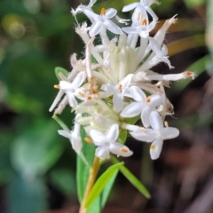 Pimelea linifolia (Slender Rice Flower) at Mount Kingiman, NSW - 4 Feb 2023 by trevorpreston