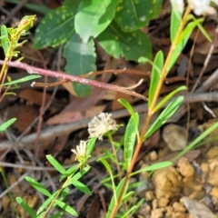Pimelea linifolia at Mount Kingiman, NSW - 5 Feb 2023