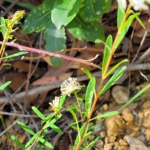 Pimelea linifolia at Mount Kingiman, NSW - 5 Feb 2023