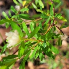 Pimelea linifolia at Mount Kingiman, NSW - 5 Feb 2023