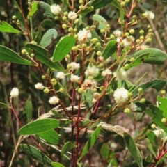 Acacia penninervis var. penninervis (Hickory Wattle) at Black Mountain - 5 Feb 2023 by MatthewFrawley