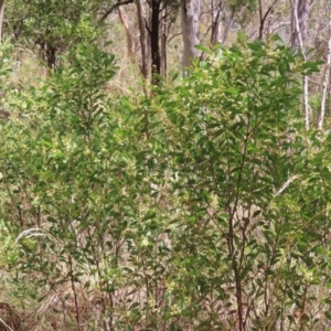 Acacia penninervis var. penninervis at Molonglo Valley, ACT - 5 Feb 2023 12:58 PM