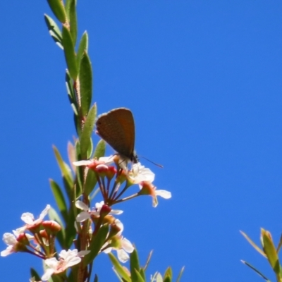 Nacaduba biocellata (Two-spotted Line-Blue) at Black Mountain - 5 Feb 2023 by MatthewFrawley