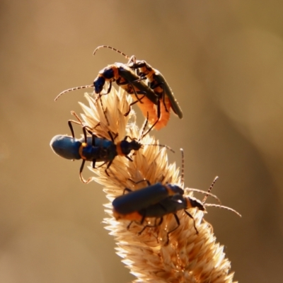 Chauliognathus lugubris (Plague Soldier Beetle) at Red Hill to Yarralumla Creek - 5 Feb 2023 by LisaH