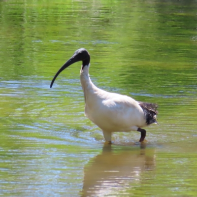 Threskiornis molucca (Australian White Ibis) at Lake Burley Griffin West - 5 Feb 2023 by MatthewFrawley