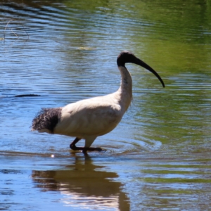 Threskiornis molucca at Yarralumla, ACT - 5 Feb 2023