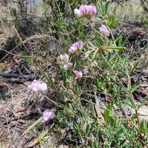Lotus australis at Peak View, NSW - 5 Feb 2023