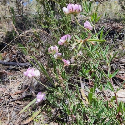 Lotus australis (Austral Trefoil) at Peak View, NSW - 5 Feb 2023 by Csteele4