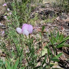 Lotus australis at Peak View, NSW - 5 Feb 2023 01:17 PM