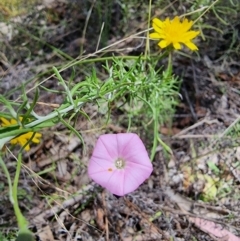 Convolvulus angustissimus (Pink Bindweed) at Peak View, NSW - 5 Feb 2023 by Csteele4