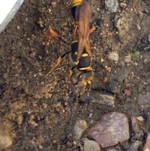 Sceliphron formosum at Aranda, ACT - 2 Feb 2023