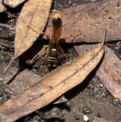 Sceliphron formosum at Aranda, ACT - 2 Feb 2023