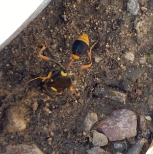 Sceliphron formosum at Aranda, ACT - 2 Feb 2023