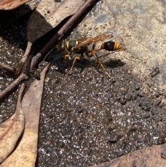 Sceliphron formosum at Aranda, ACT - 2 Feb 2023 01:51 PM