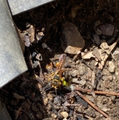 Sceliphron formosum at Aranda, ACT - 2 Feb 2023