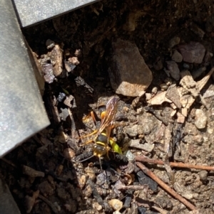 Sceliphron formosum at Aranda, ACT - 2 Feb 2023