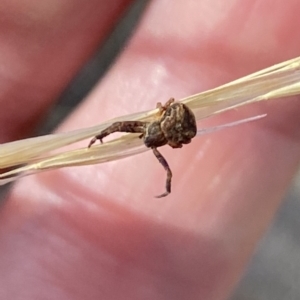 Thomisidae sp. (family) at Aranda, ACT - 2 Feb 2023