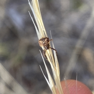 Thomisidae (family) at Aranda, ACT - 2 Feb 2023 05:16 PM