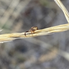 Thomisidae (family) at Aranda, ACT - 2 Feb 2023 05:16 PM