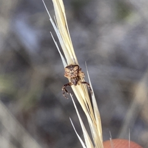 Thomisidae (family) at Aranda, ACT - 2 Feb 2023 05:16 PM