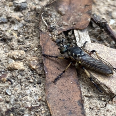 Thereutria amaraca (Spine-legged Robber Fly) at Aranda, ACT - 2 Feb 2023 by Jubeyjubes