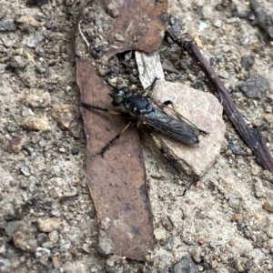 Thereutria amaraca at Aranda, ACT - 2 Feb 2023 01:49 PM