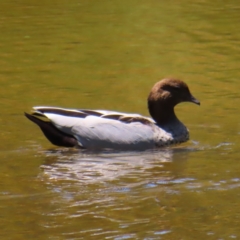 Chenonetta jubata (Australian Wood Duck) at Lake Burley Griffin West - 5 Feb 2023 by MatthewFrawley