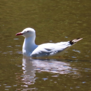 Chroicocephalus novaehollandiae at Yarralumla, ACT - 5 Feb 2023