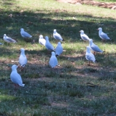 Chroicocephalus novaehollandiae at Yarralumla, ACT - 5 Feb 2023