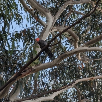 Callocephalon fimbriatum (Gang-gang Cockatoo) at Mawson, ACT - 5 Feb 2023 by stofbrew