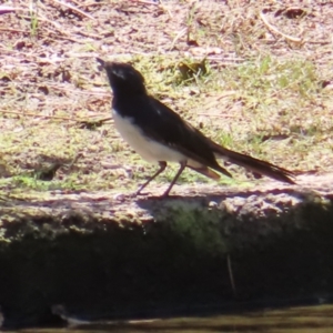 Rhipidura leucophrys at Yarralumla, ACT - 5 Feb 2023