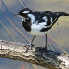 Grallina cyanoleuca (Magpie-lark) at Yarralumla, ACT - 5 Feb 2023 by MatthewFrawley