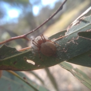 Araneus hamiltoni at Cooma, NSW - 1 Feb 2023