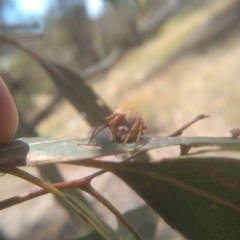Araneus hamiltoni at Cooma, NSW - 1 Feb 2023
