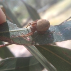 Araneus hamiltoni at Cooma, NSW - 1 Feb 2023