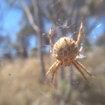 Backobourkia brounii (Broun's orb weaver) at Cooma, NSW - 5 Feb 2023 by mahargiani