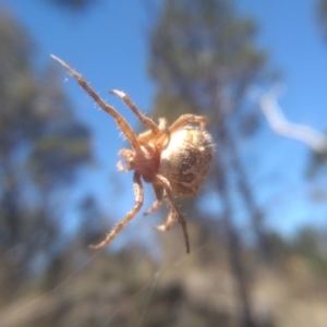 Backobourkia brounii at Cooma, NSW - 5 Feb 2023 01:56 PM