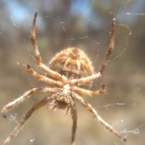 Backobourkia brounii at Cooma, NSW - 5 Feb 2023